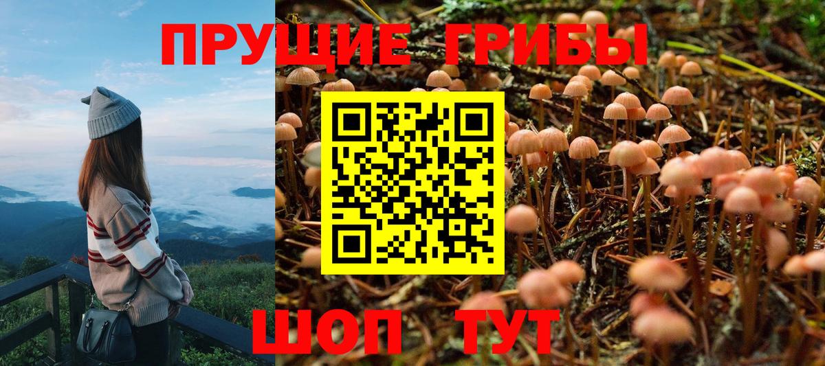 Галлюциногенные грибы Psilocybine cubensis  Вход с VPN  Переславль-Залесский 